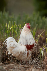 Crowing white rooster in garden