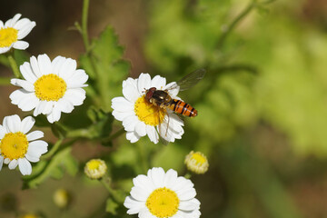 Close up male Marmalade Fly (Episyrphus balteatus), family Syrphidae Flowers of feverfew (Tanacetum parthenium), family Asteraceae. June, Dutch garden