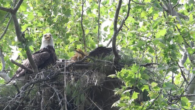 Eagle nest with parent and eaglet, eaglet leans down then poops outside the nest.