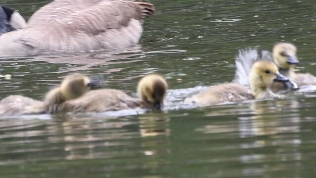Close up of baby geese swimming in the water near parents