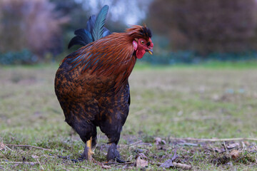Brown red rooster on the farm
