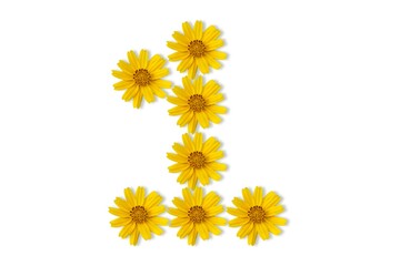 yellow flowers isolated on white