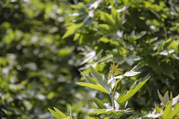 Beautiful plants - sycamore leaf