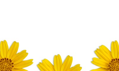 yellow flowers frame