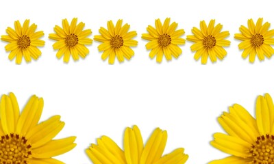 yellow flowers frame