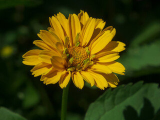 Photo of yellow on a dark green background