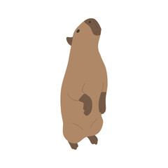 capybara single 25 PNG