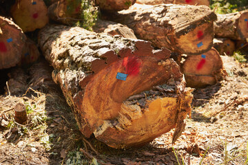 ścięte drzewo © Marcin Łazarczyk