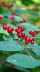 Photo tatarian honeysuckle lonicera tatarica in park