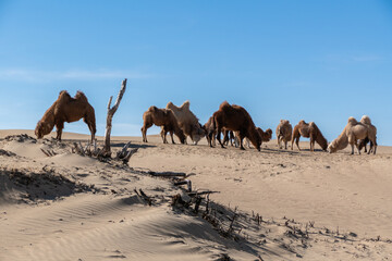 Wild Bactrian camel in Elsen Tasarkhai or mini-Gobi in Central Mongolia