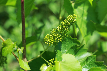 Grape vine in spring with flowers and small fruits.