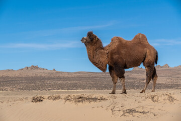 Wild Bactrian camel in Elsen Tasarkhai or mini-Gobi in Central Mongolia