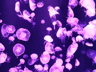 purple jellyfish is magic © Suphannakon