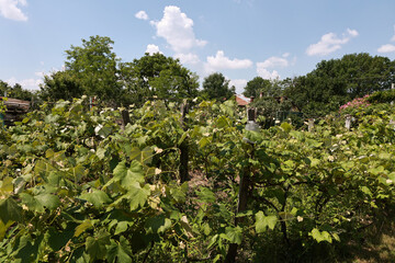 Grape vine in spring with flowers and small fruits.