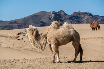 Wild Bactrian camel in Elsen Tasarkhai or mini-Gobi in Central Mongolia