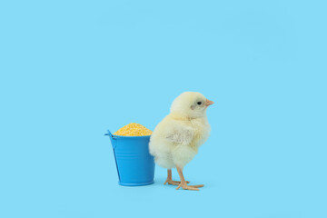 Bucket with millet and cute little chick on blue background