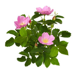 Pink wild rose flowers, buds and leaves isolated on white or transparent background