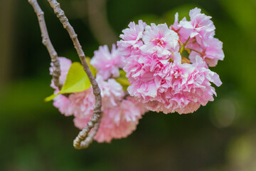 春満開の清澄庭園の桜