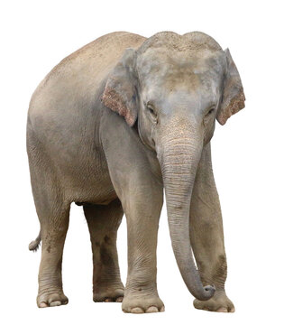 子供のアジアゾウ
