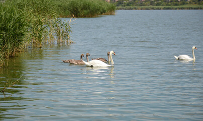 A family of wild mute swans swims in the lake in summer. The swan is a symbol of love, fidelity and devotion. Mother and father take care of the generation together