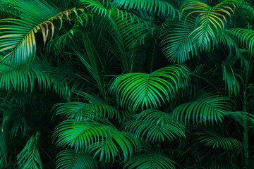 Fototapeta na wymiar Dark green ornamental coconut leaf background with dark contrast. Dark green nature background. Cover photo background, wallpaper.