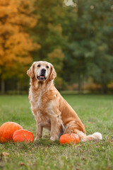 red dog golden retriever labrador lies on the grass near the pumpkin. halloween concept