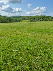 A wonderful open-air park. sunny weather and light clouds in the sky create an amazing atmosphere. Beautiful sunny summer day