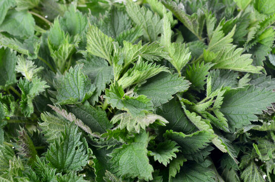Background with green nettle leavesMacro Photo of a plant nettle. Nettle with fluffy green leaves. Close-up.
