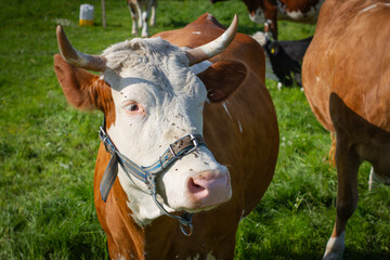 Krowa na pastwisku | Cow on the grassland
