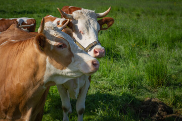 Krowy na pastwisku | Cows on the grassland - obrazy, fototapety, plakaty