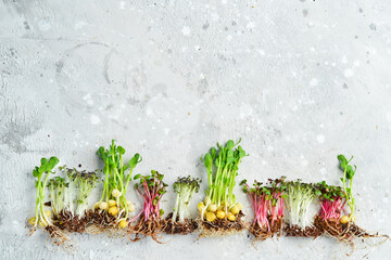 Collage of different microgreens. microgreen dill sprouts, radishes, mustard, mustard in the range....