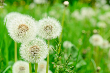 White dandelions growing in park, closeup