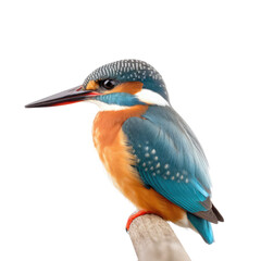 kingfisher looking isolated on white