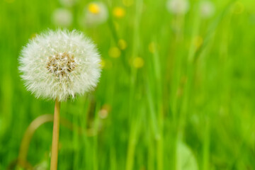 White dandelion flower growing in green grass, closeup