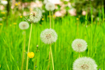 White dandelions in green grass on spring day