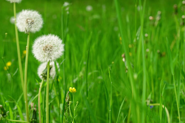White dandelions in green grass on spring day