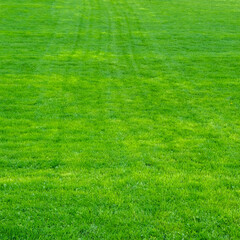 Young green trimmed lawn grass.