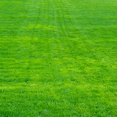 Fototapeta na wymiar Young green trimmed lawn grass.