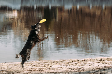 Alsatian Wolf Dog Or Black German Shepherd Dog Playing Outdoor With Flying Disc. Playful Pet...
