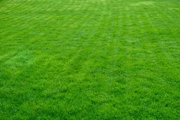 Rolgordijnen Green trimmed lawn grass. © Юлия Усикова