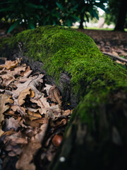 moss on a tree