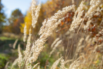 Pampas grass   trawa pampasowa © Adrian White