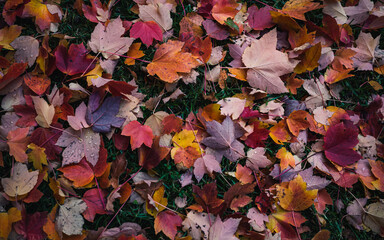 autumn leaves background