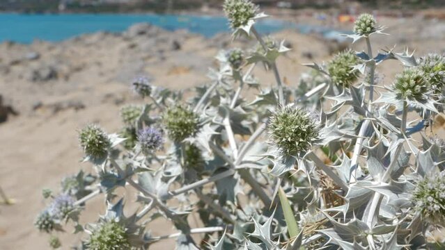 Sea Holly, Eryngium Maritimum, Plant at Sunny Beach, Close Up