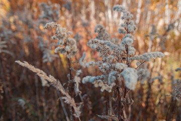 Rustic pampas grass | Rustykalna trawa pampasowa