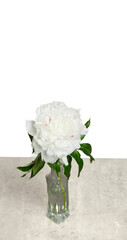 beautiful peonies in a vase on a white background