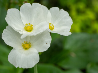 Sagittaria sagittifolia is a flowering plant in the family Alismataceae