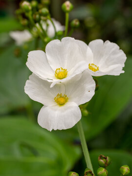 Sagittaria sagittifolia is a flowering plant in the family Alismataceae
