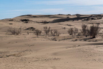 Fototapeta na wymiar Elsen Tasarkhai or mini-Gobi is located 280km west of Ulaanbaatar in Mongolia, It is a sand dune that stretches 80km long, and 5km wide in Hugnu-Tarna National Park