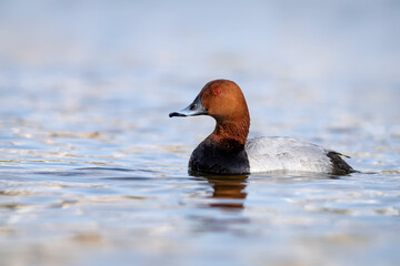 Swimming duck. Common Pochard. (Aythya ferina). Blue water background.